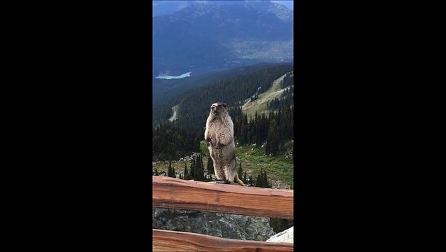 Cette marmotte crie comme une fille... Mal aux oreilles!