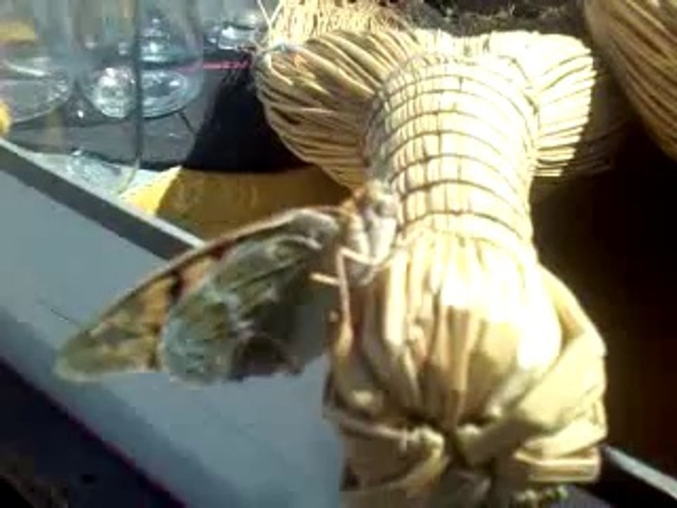 Basınevleri Çekirgesi