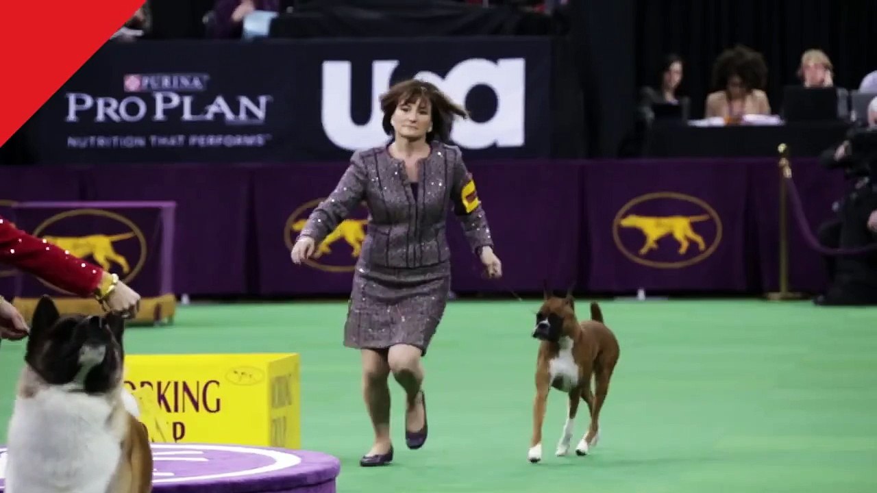 Boxer Dog Breed - Westminster 2015 (Petco)