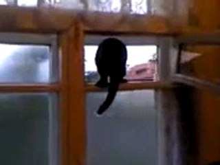 Barking cat gets caught! ORIGINAL