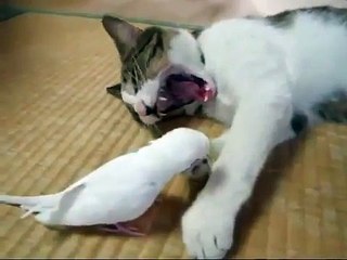 Bird wakes his best friend a cat!
