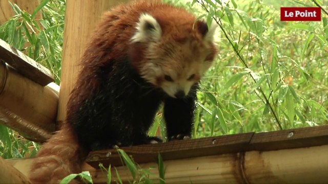 Jardin des Plantes : la star c'est le panda roux !