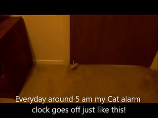 Cat Alarm Clock