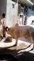 اس کی قلابازی چیک کرو - Cow running on qurbani - funny clip , video 2015 - Video Dailymotion