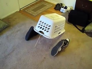 Funny Kitten Trap, kitty cat deadfall trap