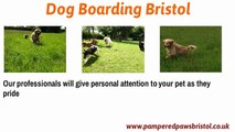 Dog Boarding Bristol by Pampered Paws Bristol