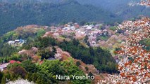 Japan Travel: Yoshino cherry blossoms & Shugendo mountain worship, Nara45