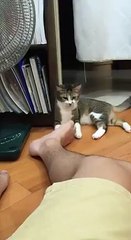 This cat doesn't like smelly feet