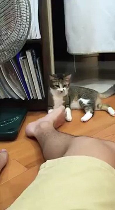 This cat doesn't like smelly feet