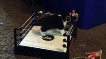 Two Tiny Kittens Enter a Tiny Boxing Ring