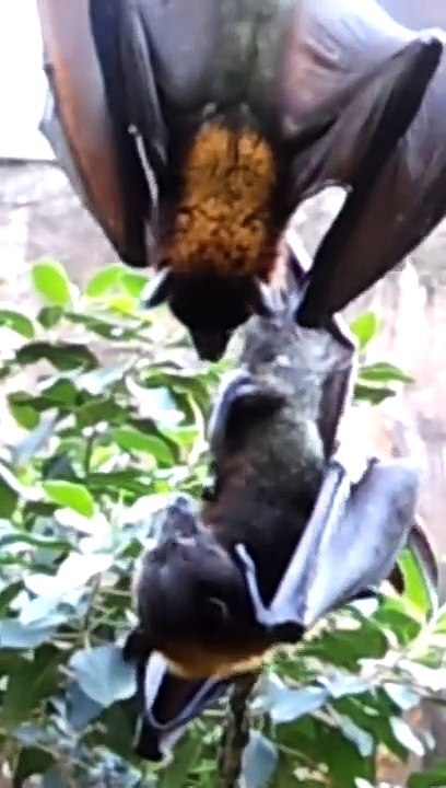 Bat showing off his self pleasuring skill.