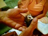 Baby Opossums!!