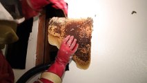 Un apiculteur enlève 50000 abeille du mur d'un appartement.
