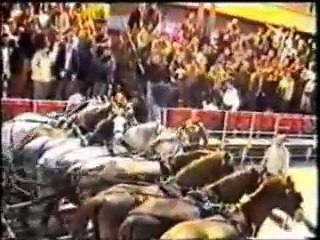 Los 12 caballos del Paso Blanco