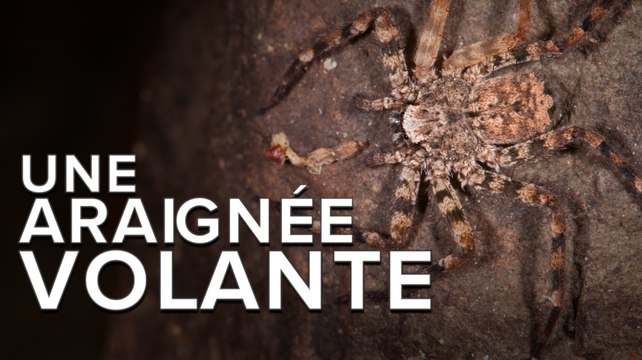 Des araignées qui planent d’arbres en arbres