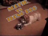 Shih tzu dog Sophie vs. Tekno Dog