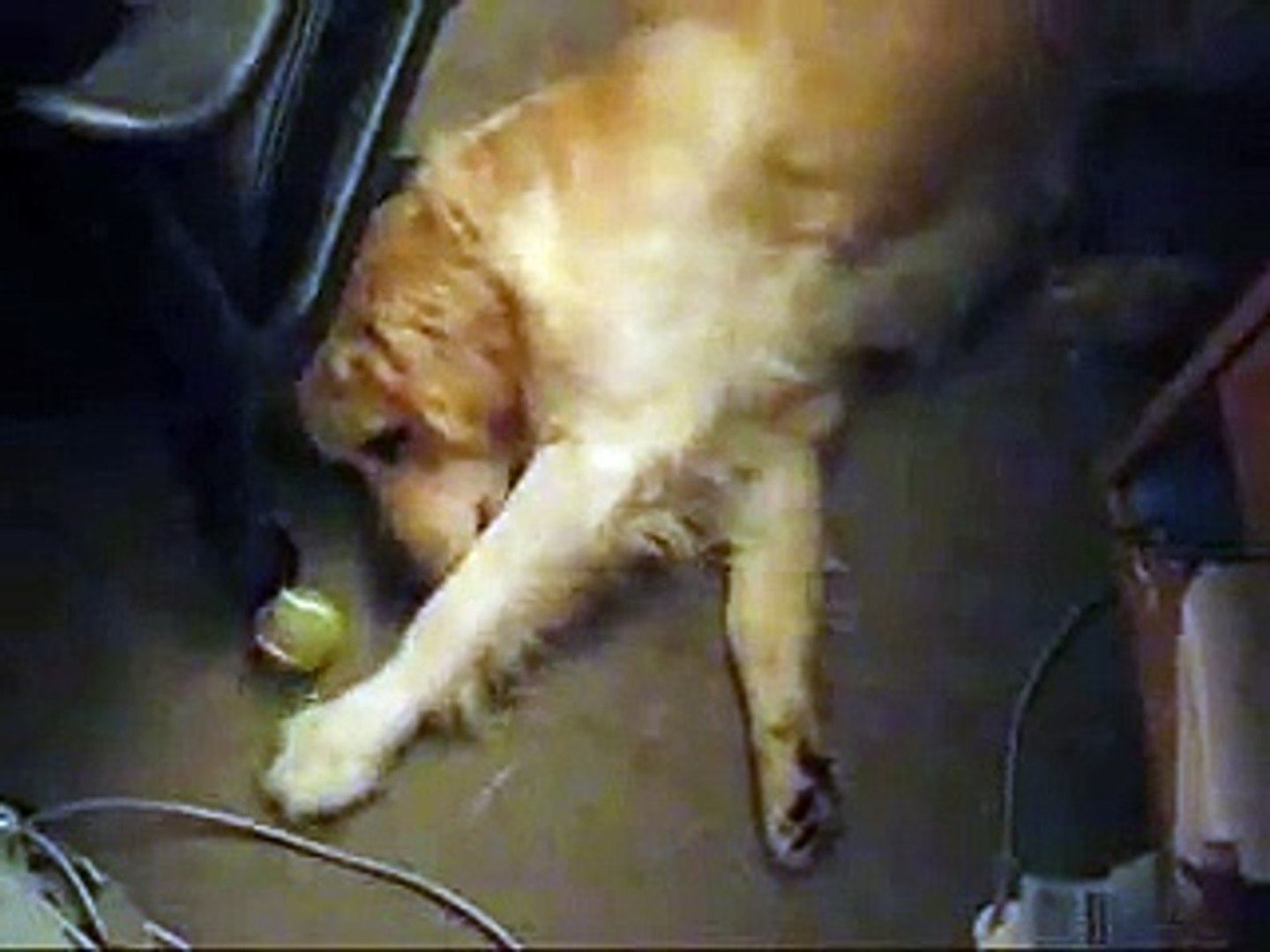 ⁣golden retriever playing tennis ball