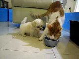 Cane cucciolo mangia insieme al gatto