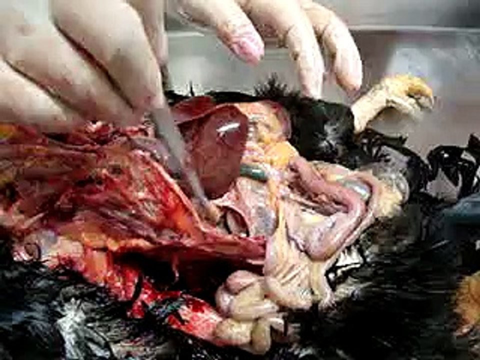 VET - Anatomia Aves