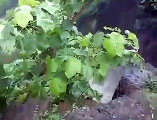 Family drowned in a water fall LIVE