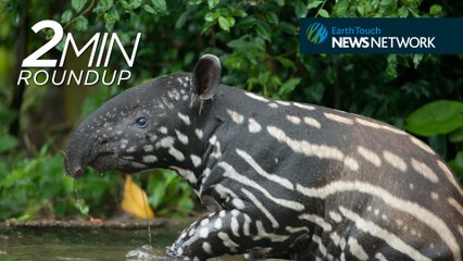 Baby tapir, zombie kangaroos & a shark feeding frenzy