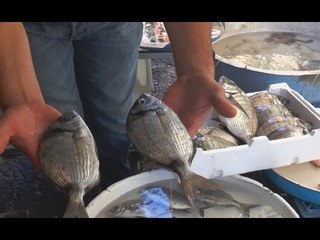 Napoli - Sarago al sapore di cartone, i pescivendoli smentiscono allarme (27.08.25)