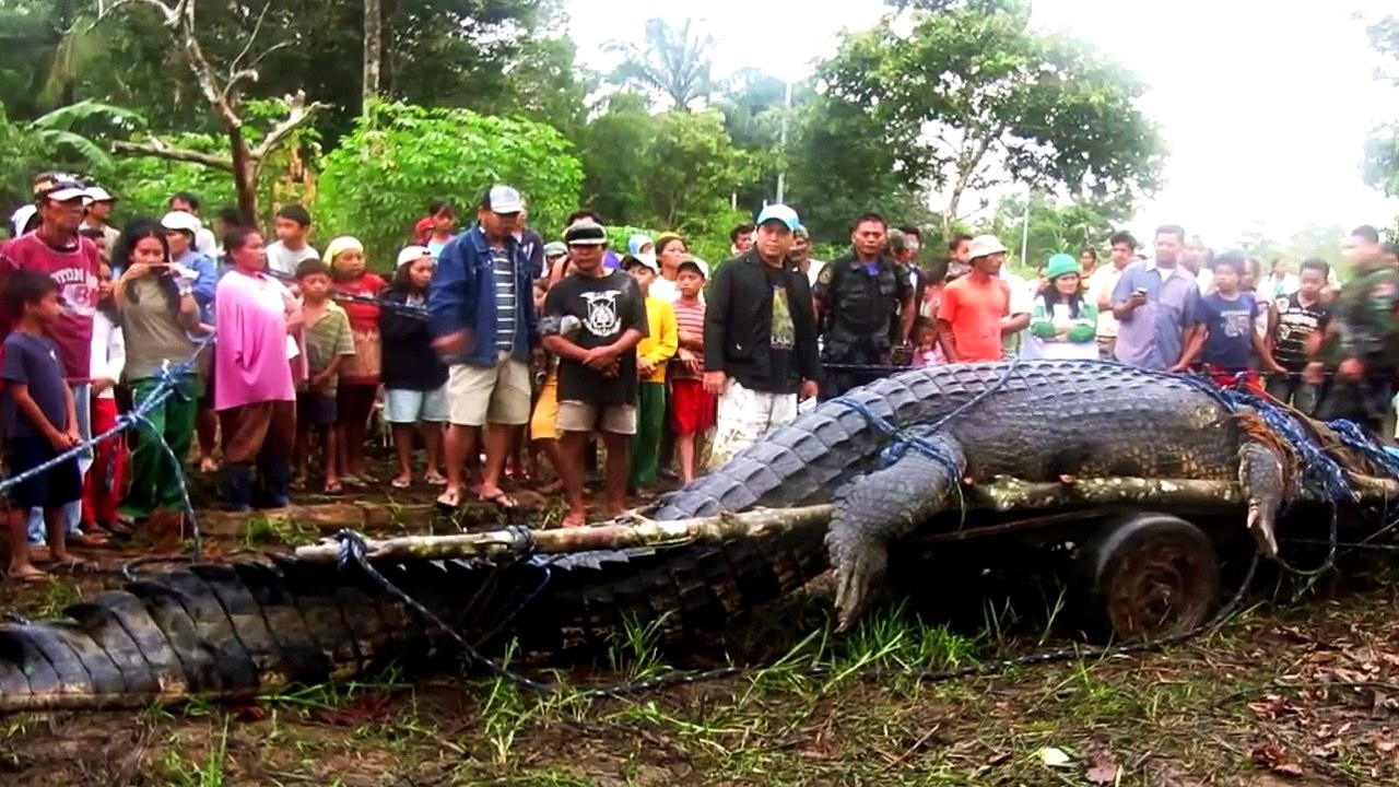Giant crocodile | BIGGEST CROCODILE | LARGEST CROCODILE | HUGE CROCODILE