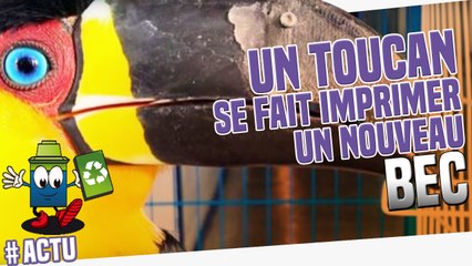 Actu 3D : Un toucan retrouve un bec grâce à l'impression 3D