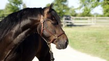 Midnight, eight year old Morgan gelding