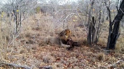 Lion eating buffalo calf