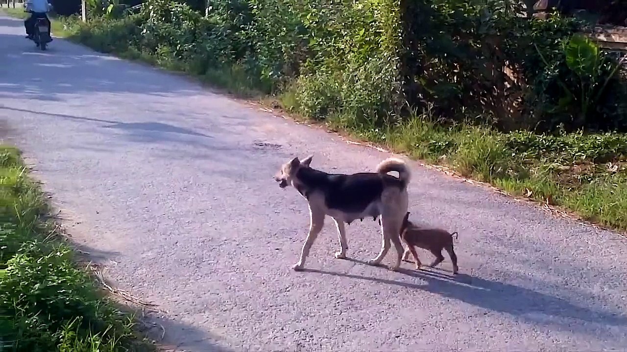 Funny Dog - Funny pig Funny videos In VietNam