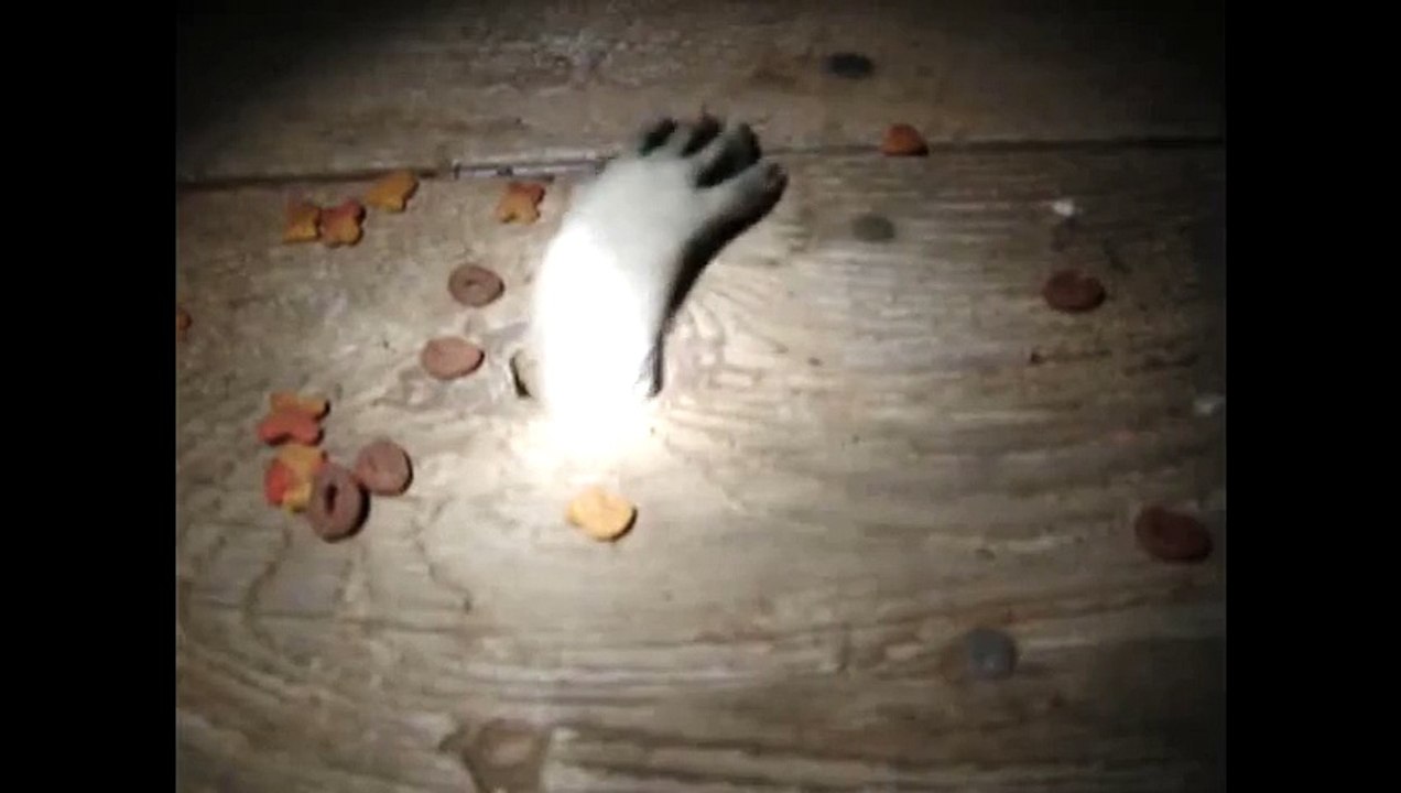 Waschbären haben gruselige hÄnde!