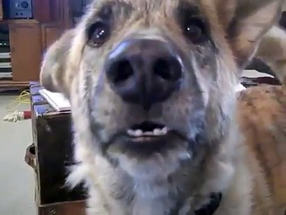 Funny talking dog