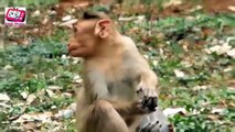 Funny Videos 2015-Best Funny Cats-Try not to laugh or grin challenge IMPOSSIBLE-Funny Animals