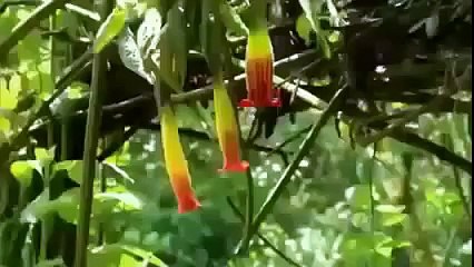 Animal Planet - Incredible Nature Hummingbirds Magic in the Air HD