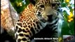 Leopard Vs Jaguar !  Animal Planet 2015   National Geographic Animals HD