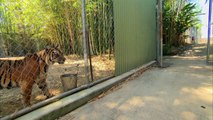 Des bébés tigres s'apprêtent à rencontrer un tigre adulte pour la première fois !