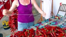 La récolte du piment d'Espelette s'annonce bonne