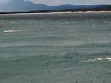 Whales jumping in Hermanus, South Africa