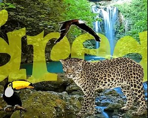 sistema digestivo humano.avi