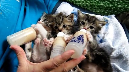 Baby Kittens All Settled for the Long Awaited Bottles