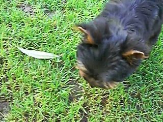 LOVELY 2 mois 1/2 avec LOVE ME, son frère.