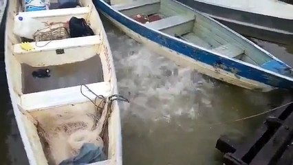 Voici ce qu il se passe quand des piranhas se disputent des morceaux de viande