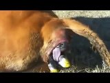 Horses giving birth compilation   animals giving birth videos   animals give birth 2014