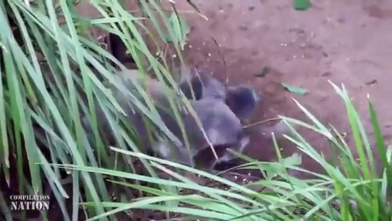 Animals Can Be Jerks Compilation 2014 NEW HD | horses compilation