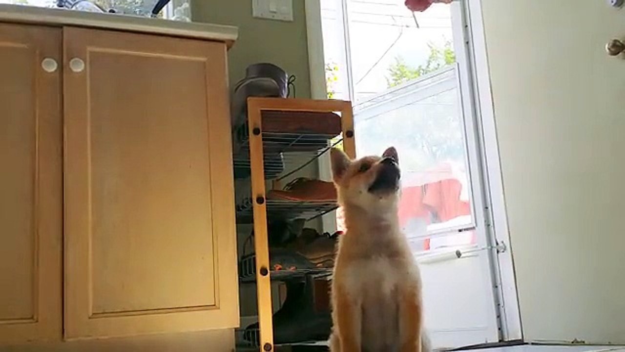 Shiba Puppy Learning Tricks