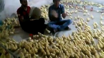 Singers of chickens