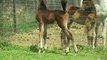 7 day old Arabian colt meets the fillys for the first time