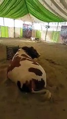 AFRIDI CATTLE FARM 2015