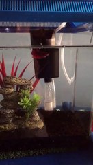Fish tank tour with Ruby the Betta fish!